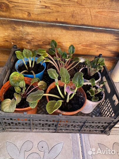 Комнатные цветы фиалки