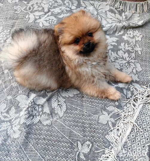 Померанский шпиц мини