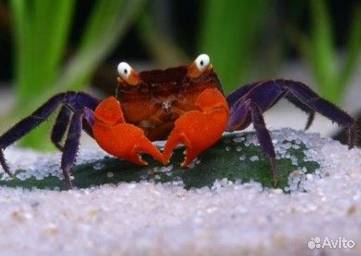 Краб красный дьявол 2,5см