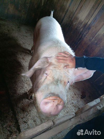 Продаётся хряк