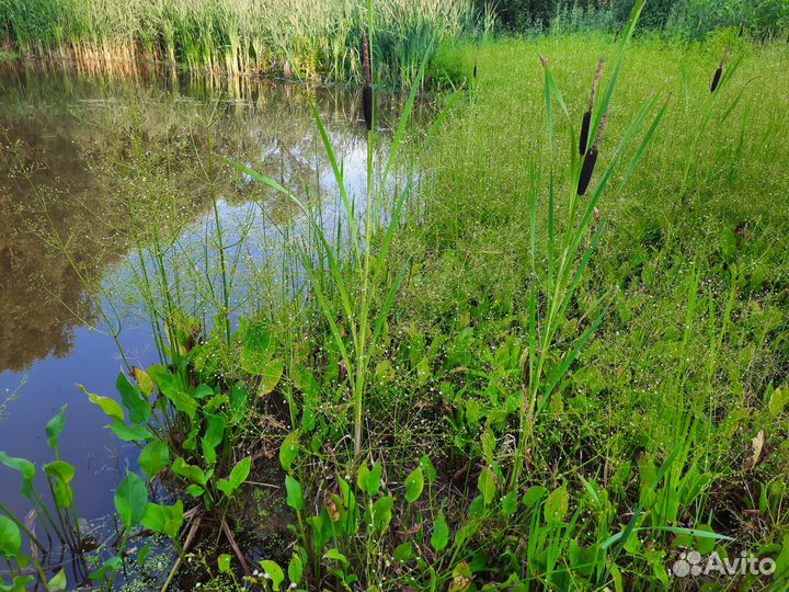 Камыш для пруда