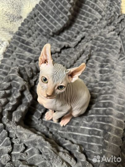 Котятенок канадский сфинкс эльф девочка