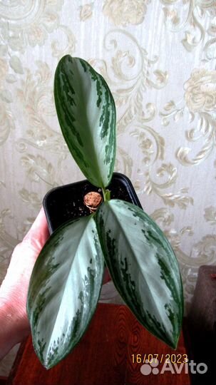 Аглаонема Сильвер Бей