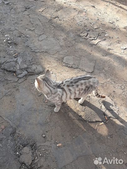 Котик в добрые руки