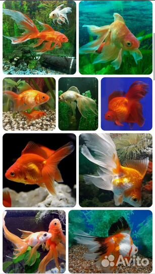 Рыбки в наличи