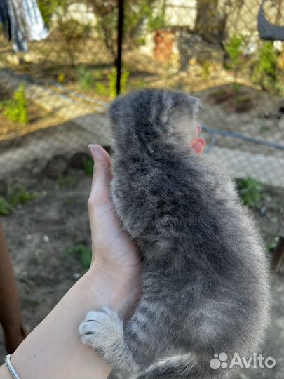 Котята в добрые руки даром бесплатно