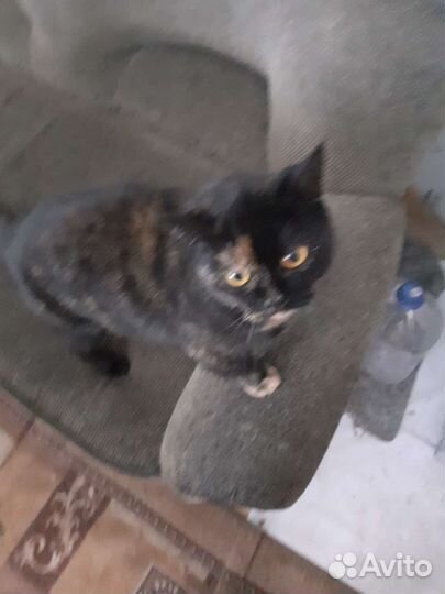 Шотландская кошка