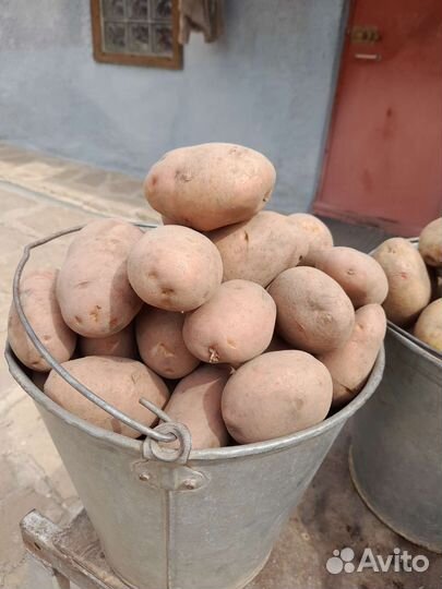 Продаётся домашний картофель