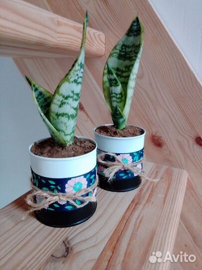 Комнатные цветы сансевиерии