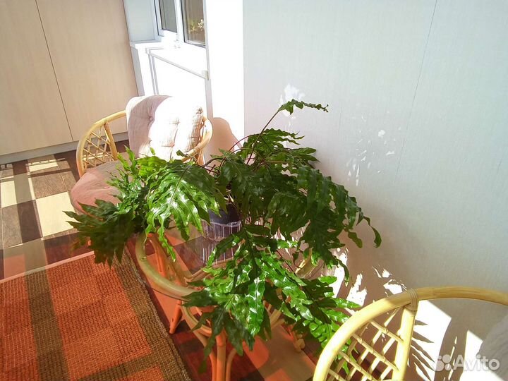 Папоротник микросорум