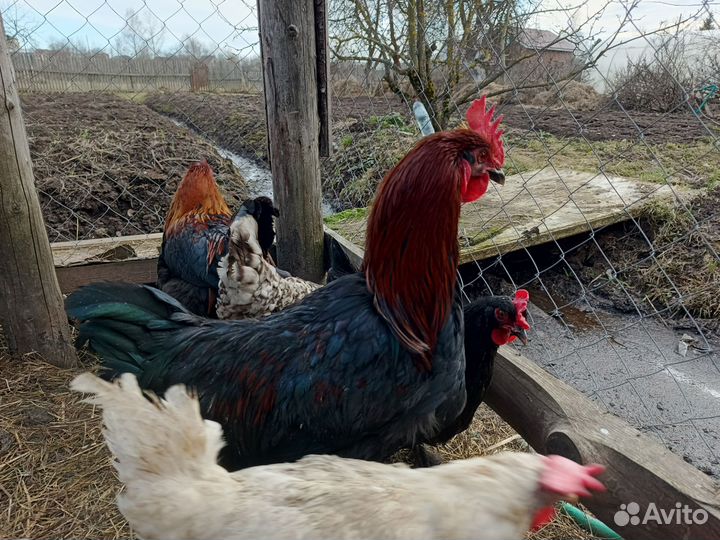 Петухи Маран черно-медный