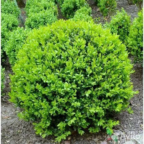 Самшит вечнозеленый