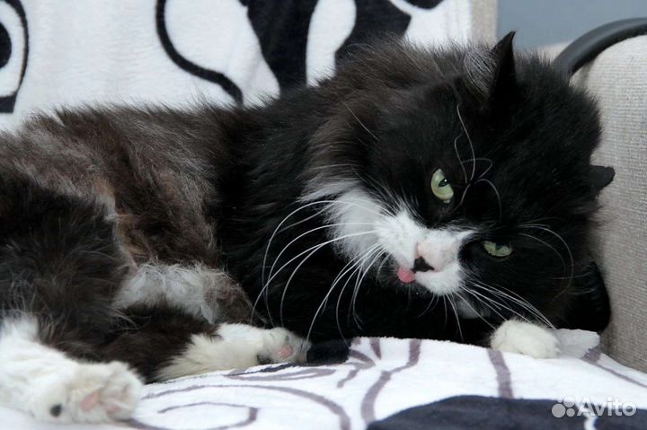 Кот Арчи около 4,5 -5 лет