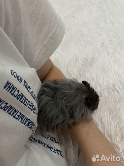 Пережержка животных, медицинский уход