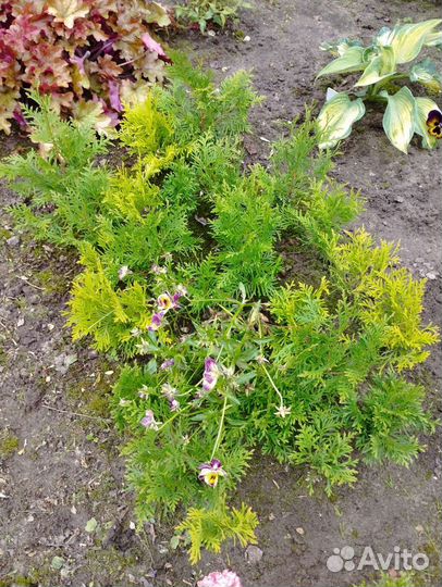 Туя смарагд