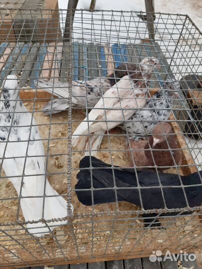 Бакинские голуби красные чили широкохвост лохмоног