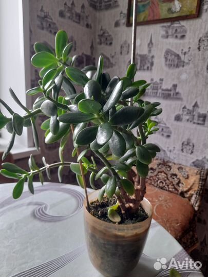 Комнатные цветы