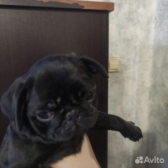 Щенки мопса