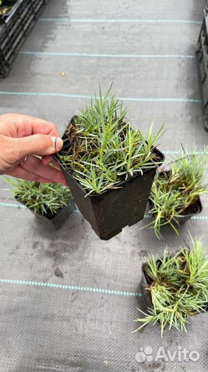 Гвоздика шабо