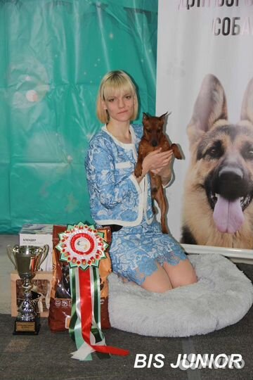 Щенки цвергпинчера
