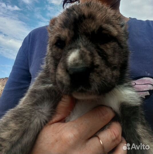 Щенки среднеазиатской овчарки Алабай
