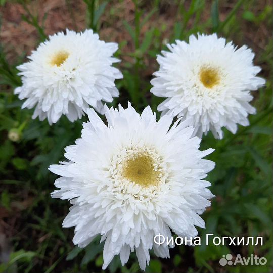 Садовые ромашки