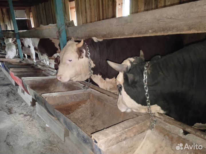 Быки на мясо