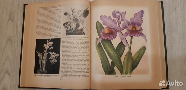 Комнатное садоводство 1956 г