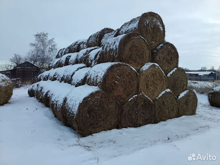 Продам сено в рулонах