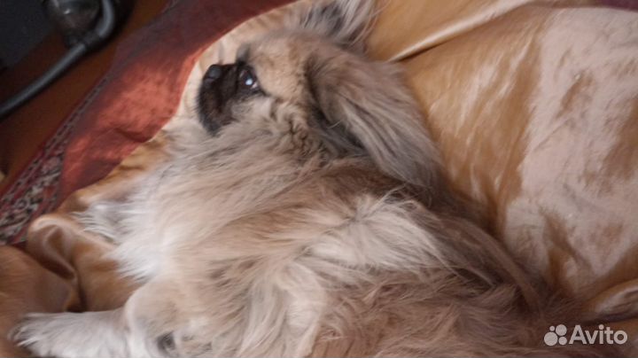 Пекинес в добрые руки