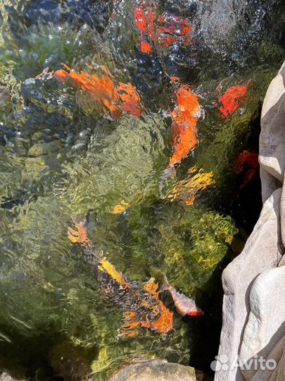 Золотая рыбка