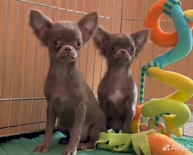 Чихуахуа Лиловые красотки