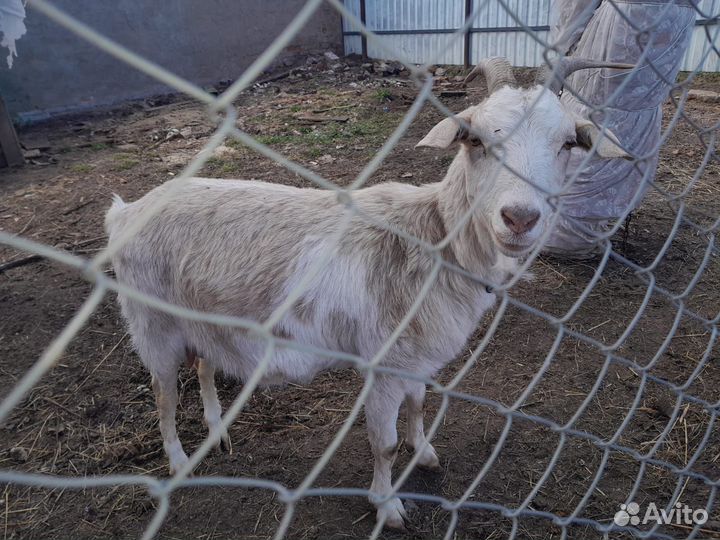 Коза нубийская