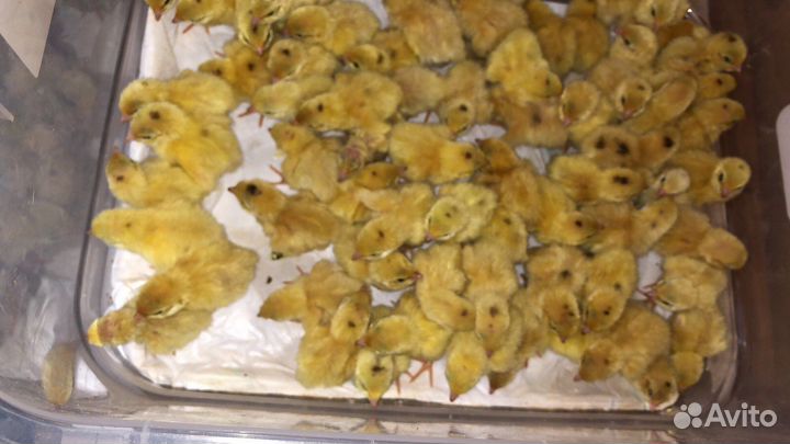 Перепелки суточные