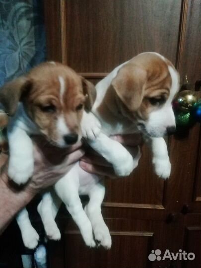 Джек Рассел терьер