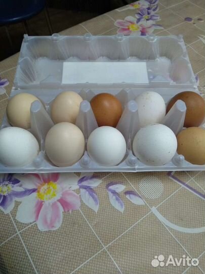 Яйцо домашнее