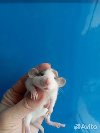 Крысята, крыса Дамбо, стандарт, Хаски и др