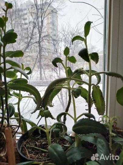 Алоэ-вера, каланхоэ, золотой ус, лечебные