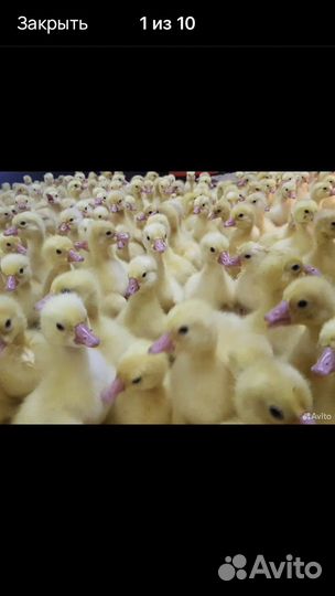 Гусята