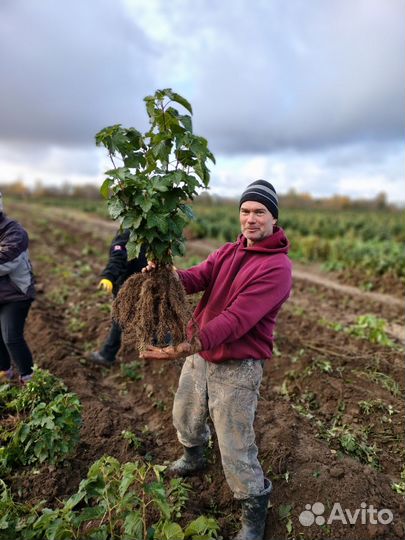 Саженцы черной смородины