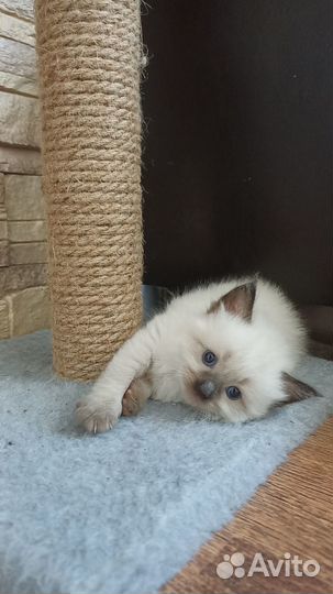 Котята Невские-Маскарадные