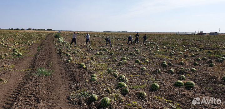 Семена арбуза Продюсер