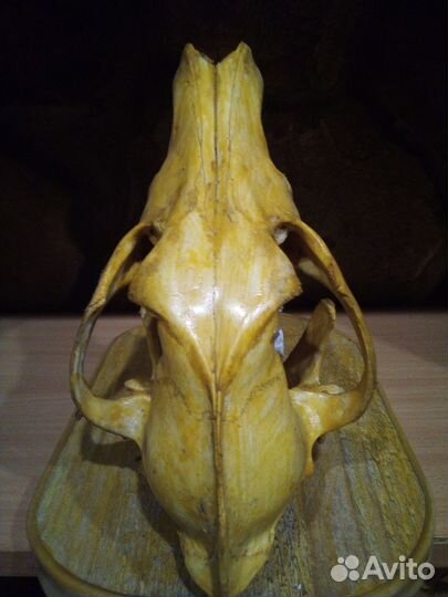 Череп волка