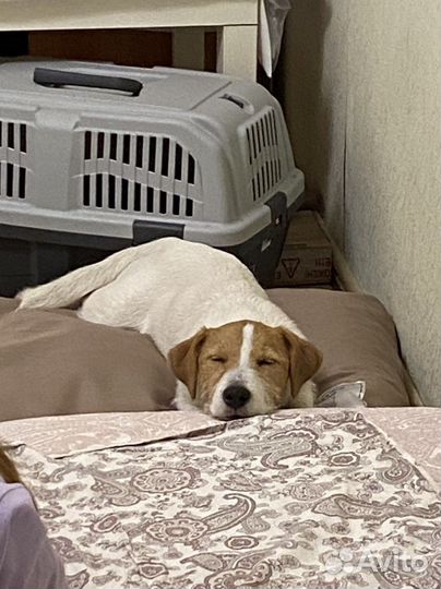 Передержка собак