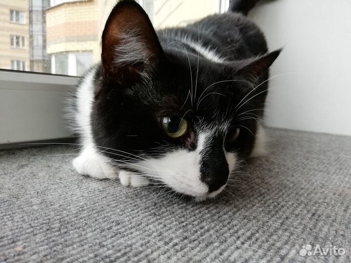 Гостиница для кошек с домашним уютом