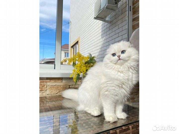 Серебристые котики