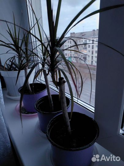 Пальма драцена