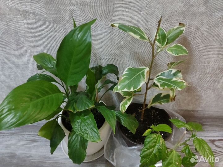 Цветы для дома