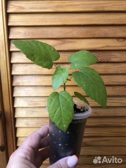 Инжир и гуава