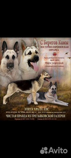 Собаки щенки